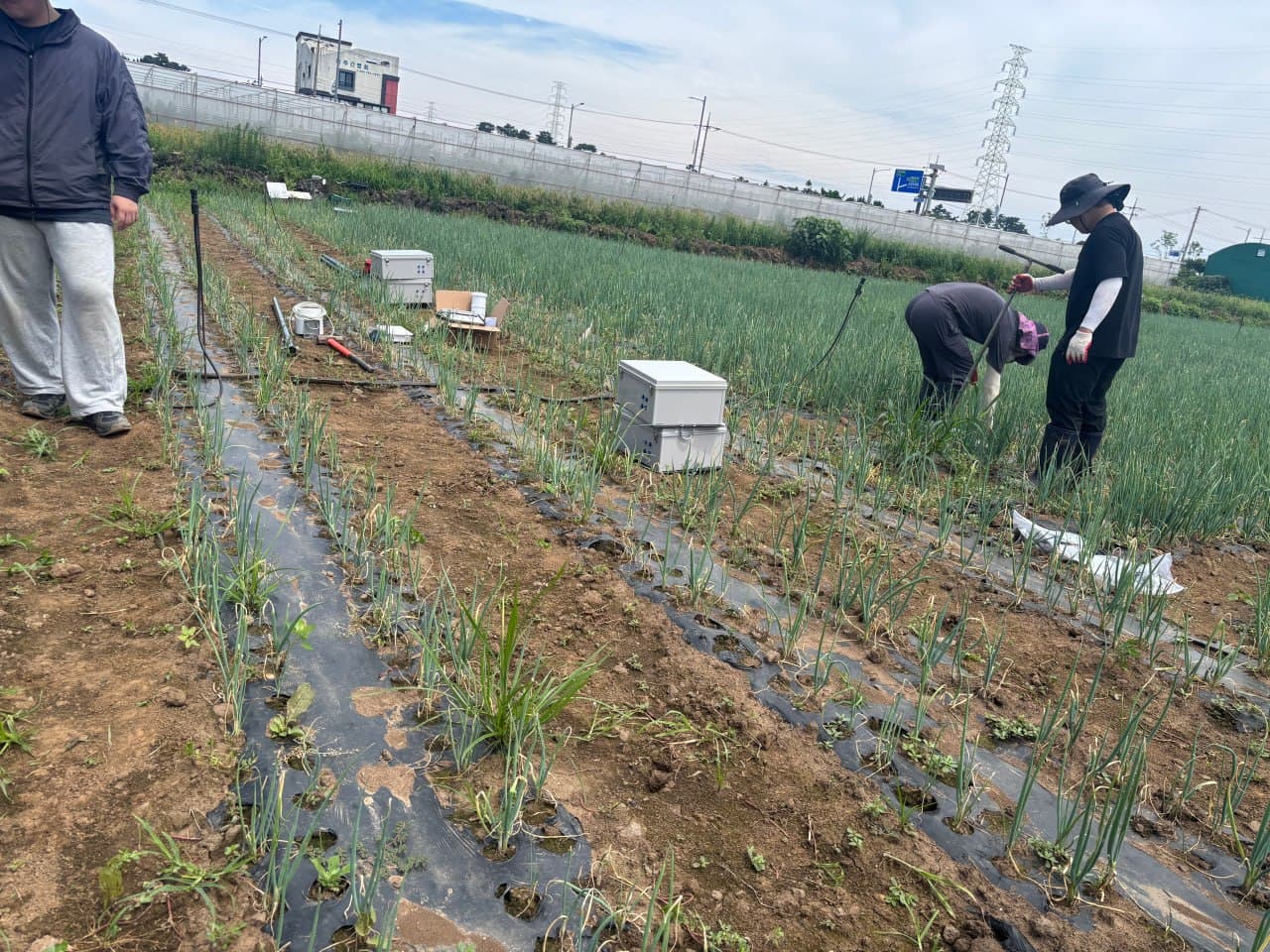 Monitoring cabinets and field activity visible across planted crop rows at the Jeju site.