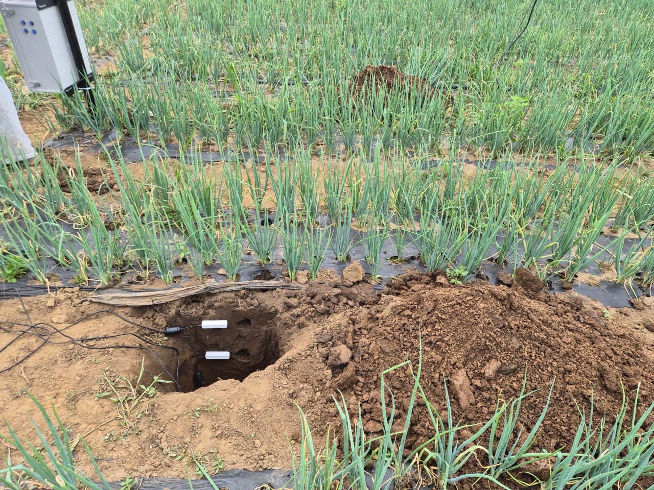 A soil profile exposes installed probes and cabling beside the monitored crop rows.